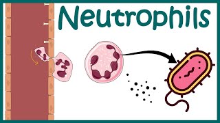 Neutrophil and its role in immunity Neutrophil in antibacterial immunity Functions of neutrophils [upl. by Evelina]