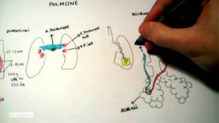 511 Polmone anatomia e fisiologia [upl. by Alston]