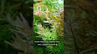 Rotala IndicaTC awesome growthmy customer placeaquatic plants [upl. by Nerro]