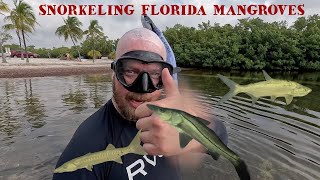 Snorkeling Florida Mangroves in Key Largo [upl. by Ainiger]