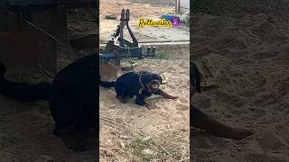 Aggressive Rottweiler 😈 Jackey… doglover rottweiler shortvideo agressive dog [upl. by Bikales]