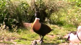 Australian Shelduck 2 [upl. by Elleina512]