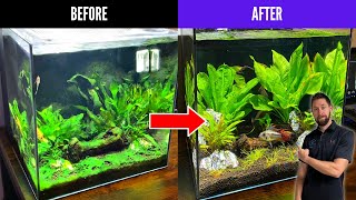 How to Remove Algae in an Aquarium  Fish Tank Algae Control [upl. by Aileen364]