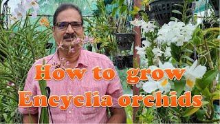 HOW TO GROW ENCYCLIA ORCHIDS [upl. by Marba]