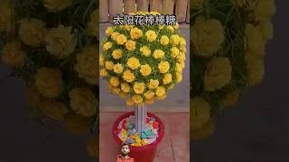 👍✨ Portulaca plant bonsai decorate design  flowers gardeing diy portulaca [upl. by Retse]