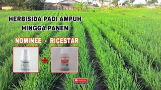 Aplikasi Herbisida Nomine campur Ricestar [upl. by Freeborn]