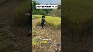 panen padi reels video reaction [upl. by Aztiley250]