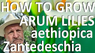 Tropical Gardens UK How to Grow the Arum LiIy  Zantedeschia aethiopica [upl. by Zirtaeb462]