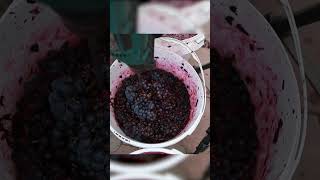 Preparing Grape Must for Homemade Wine  DIY Wine Process [upl. by Ky]