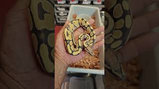 Rebrand amp Restructure ballpython snakelovers grind focus [upl. by Sudhir85]