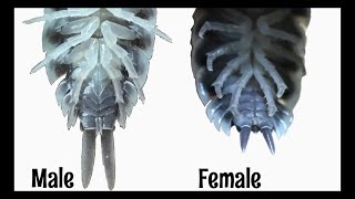 Isopod Pleopods and More [upl. by Ahsenyt299]