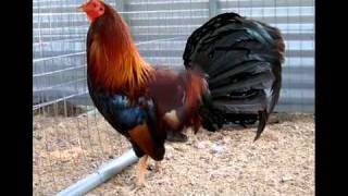 Hoy Platique Con Mi Gallo Vicente Fernandez [upl. by Kellen]