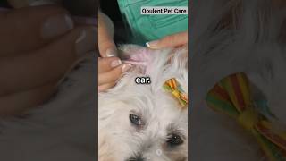 DIY Home Remedies for Dog Ear Mites 🐶 [upl. by Hadnama]