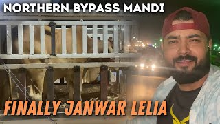 FINALLY JANWAR LELIA  NORTHERN BYPASS MANDI  COW MANDI UPDATES 2023 [upl. by Aisnetroh924]