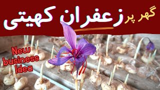 Saffron farming New unique business idea 2024  zafran ki kasht in pakistan [upl. by Enellij693]