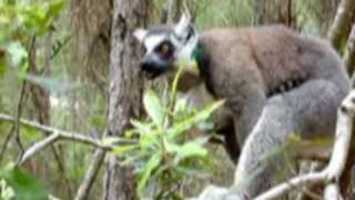 ETHOLOGY WileyBlackwell Male postejaculatory mounting in the ringtailed lemur [upl. by Sabine]