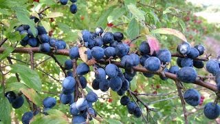 MAKING SLOE GIN [upl. by Najed]