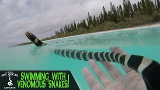 SWIMMING WITH VENOMOUS SNAKES New Caledonia 2018 [upl. by Novled]