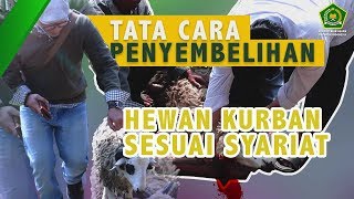 TATA CARA PENYEMBELIHAN HEWAN KURBAN SESUAI SYARIAT [upl. by Aicram]