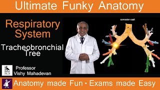 Respiratory System Anatomy  Tracheobronchial Tree Human Anatomy made Fun Exams made Easy [upl. by Pry]