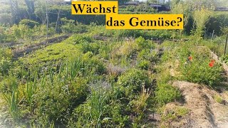 Gartenrundgang Mai  Update der Gemüsepflanzen [upl. by Acire451]