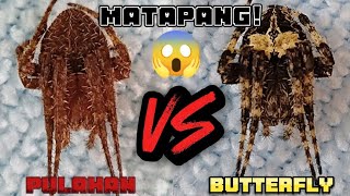 Matapang 😱 Pulahan VS butterfly bulik na itim masbate line [upl. by Sitruk5]