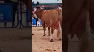 🔴 SIMMENTAL CATTLE ✅ Biggest Bulls And Cow [upl. by Iden844]