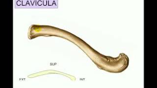 I Osteologia 2 [upl. by Raskin999]