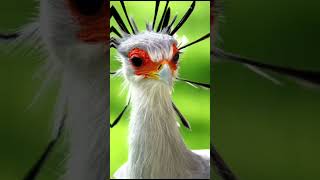 Worlds most beautiful bird  the killer queen  secretary bird shorts shortsfeed ytshorts [upl. by Christiane349]