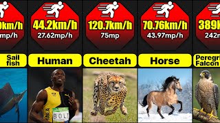 top 10 fastest animal in the world [upl. by Thurmond]