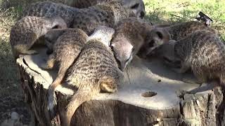 Le déjeuner frugal de la Famille Suricate  Zoo dUpie Drôme France [upl. by Hansen]