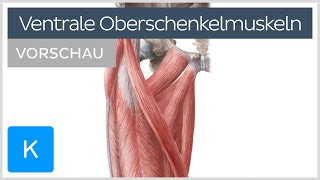 Ventrale Oberschenkelmuskulatur Vorschau  Muskeln Innervation und Funktion  Kenhub [upl. by Lipsey]