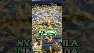 Hygrophila Pinnatifida BY THE STEM Aquarium Plant For Sale [upl. by Kcirdneked]