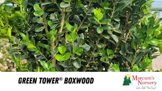 Boxwood  Green Tower® Boxwood [upl. by Anerbas]