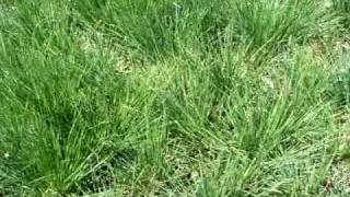 Grass festuca amethystina Superba mov [upl. by Alleram]