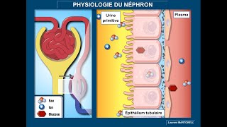 Physiologie du néphron  filtration glomérulaire réabsorption et sécrétion tubulaires [upl. by Gaul]