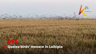 Quelea birds’ menace in Laikipia [upl. by Coltson]