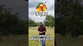 Mango Farm for sale in Malvan kokanvastu kokanproperty kokan [upl. by Acirrehs]