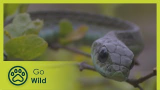 Boomslang  Natures Greatest Moments S03E09  Go Wild [upl. by Naesyar]