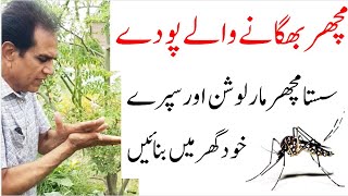 Mosquito repellent plants  DIY home made bug repellent  گھریلو مچھر بھگاو سپرے [upl. by Yrollam]