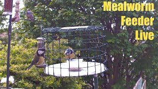 Mealworm Feeder Live PM 27 Apr 2024 [upl. by Nysila]