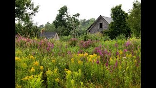 Wildflowers of New Hampshire More than just a pretty face [upl. by Rayford586]