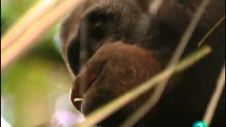 El Orangutan Documental Sobreviviendo en la naturalezaEspañolcastellano [upl. by Tillion71]