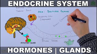 Endocrine System  Introduction [upl. by Wivinia]