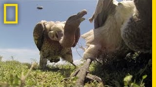 POV If Vultures Ate You Here’s What You’d See  National Geographic [upl. by Ilan]