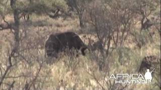 Action Packed Shooting Hunting Videos  AfricaHuntingcom [upl. by Yak]