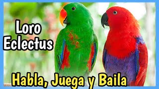 LORO ECLECTUS de los MEJORES Loros Habladores [upl. by Lion250]