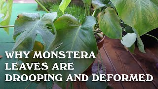 Why Monstera leaves are deformed and drooping [upl. by Dwaine]