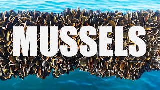 How Farmers Grow Thousands of Mussels on a Rope [upl. by Jacqui822]