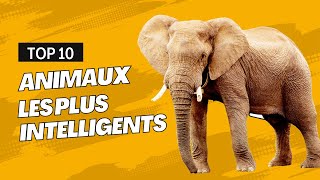 Top 10 des Animaux les Plus Intelligents  Découvertes Fascinantes [upl. by Ijar95]